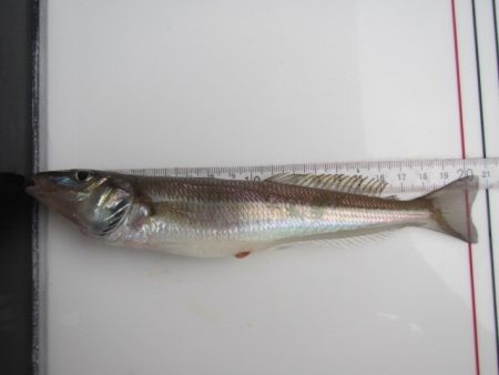 オリジナルメーカー海づり公園(市原市海づり施設) 釣果