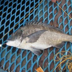 オリジナルメーカー海づり公園(市原市海づり施設) 釣果