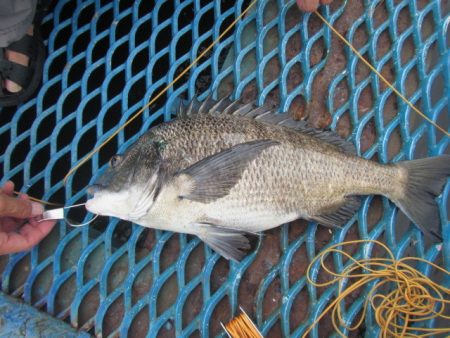 オリジナルメーカー海づり公園(市原市海づり…