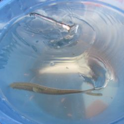 オリジナルメーカー海づり公園(市原市海づり施設) 釣果