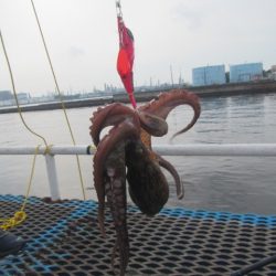 オリジナルメーカー海づり公園(市原市海づり施設) 釣果