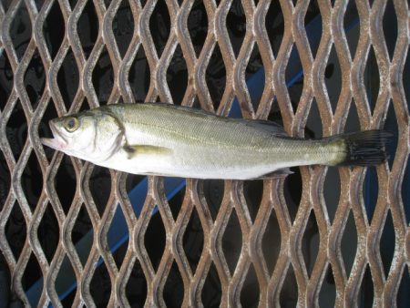 オリジナルメーカー海づり公園(市原市海づり施設) 釣果