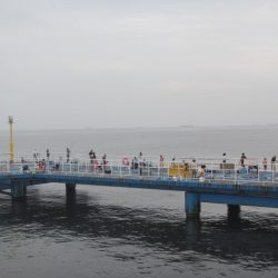 オリジナルメーカー海づり公園(市原市海づり施設) 釣果