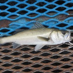 オリジナルメーカー海づり公園(市原市海づり施設) 釣果