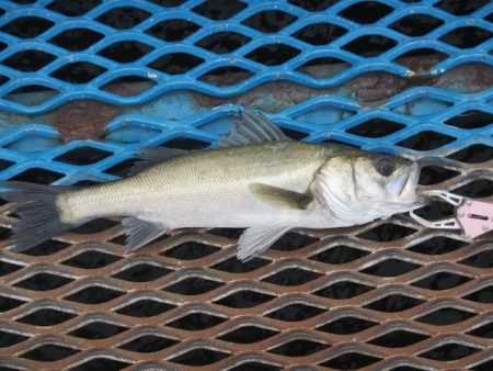 オリジナルメーカー海づり公園(市原市海づり…