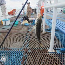 オリジナルメーカー海づり公園(市原市海づり施設) 釣果