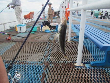 オリジナルメーカー海づり公園(市原市海づり施設) 釣果