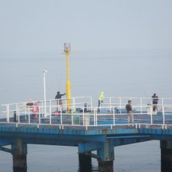 オリジナルメーカー海づり公園(市原市海づり施設) 釣果