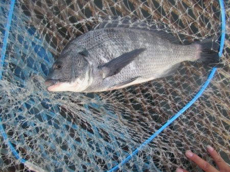 オリジナルメーカー海づり公園(市原市海づり…