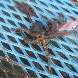 オリジナルメーカー海づり公園(市原市海づり施設) 釣果