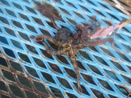 オリジナルメーカー海づり公園(市原市海づり施設) 釣果