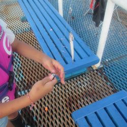 オリジナルメーカー海づり公園(市原市海づり施設) 釣果