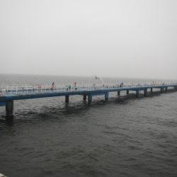 オリジナルメーカー海づり公園(市原市海づり施設) 釣果