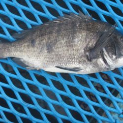 オリジナルメーカー海づり公園(市原市海づり施設) 釣果