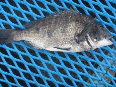 オリジナルメーカー海づり公園(市原市海づり施設) 釣果