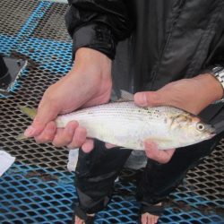 オリジナルメーカー海づり公園(市原市海づり施設) 釣果