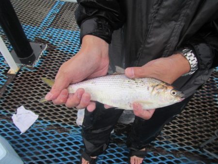 オリジナルメーカー海づり公園(市原市海づり施設) 釣果