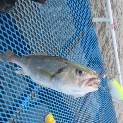 オリジナルメーカー海づり公園(市原市海づり施設) 釣果