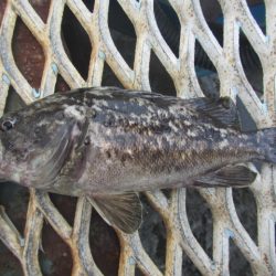 オリジナルメーカー海づり公園(市原市海づり施設) 釣果