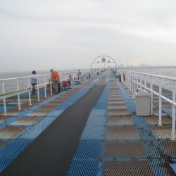 オリジナルメーカー海づり公園(市原市海づり施設) 釣果