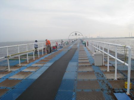 オリジナルメーカー海づり公園(市原市海づり施設) 釣果