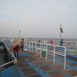 オリジナルメーカー海づり公園(市原市海づり施設) 釣果