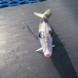 オリジナルメーカー海づり公園(市原市海づり施設) 釣果