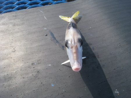 オリジナルメーカー海づり公園(市原市海づり施設) 釣果