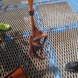 オリジナルメーカー海づり公園(市原市海づり施設) 釣果