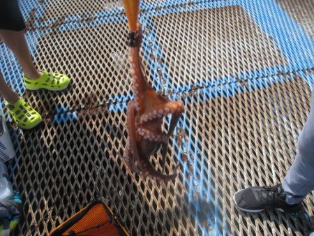 オリジナルメーカー海づり公園(市原市海づり施設) 釣果