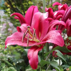 小菅トラウトガーデン 釣果