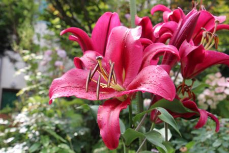 小菅トラウトガーデン 釣果