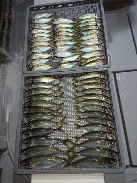 エンペラー 釣果