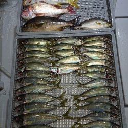 エンペラー 釣果