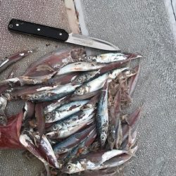 へいみつ丸 釣果