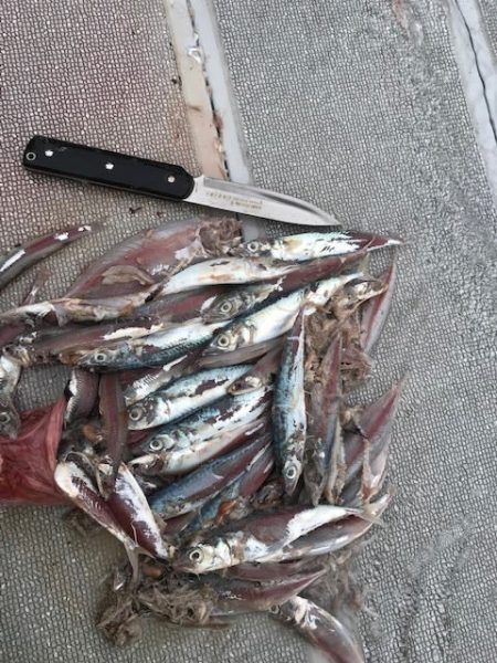 へいみつ丸 釣果