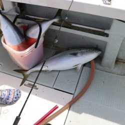 スカイマリン 釣果