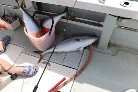 スカイマリン 釣果