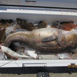 大進丸(新潟) 釣果