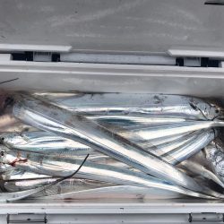 深川 吉野屋 釣果