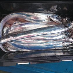 深川 吉野屋 釣果