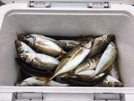 深川 吉野屋 釣果