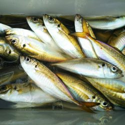 深川 吉野屋 釣果