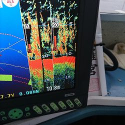 深川 吉野屋 釣果