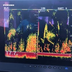 深川 吉野屋 釣果