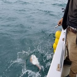 遊漁船　ニライカナイ 釣果