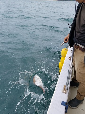 遊漁船　ニライカナイ 釣果