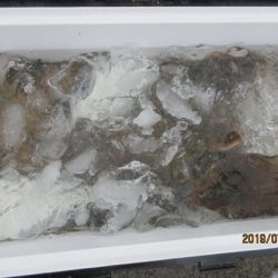 大進丸(新潟) 釣果