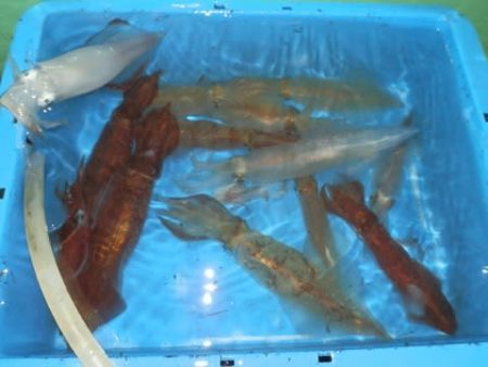 第二むつ漁丸 釣果