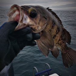 気仙沼　つり丸 釣果